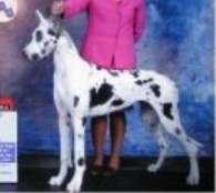 Bmwlr-Liebhunde Devil Wears Prada | Great Dane 