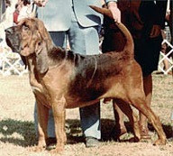 Sherick's Flinthill's Pride | Bloodhound 