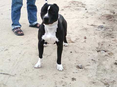 Hashmeet's Tiger | American Staffordshire Terrier 