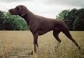 Nova ks vom hege-Haus | German Shorthaired Pointer 