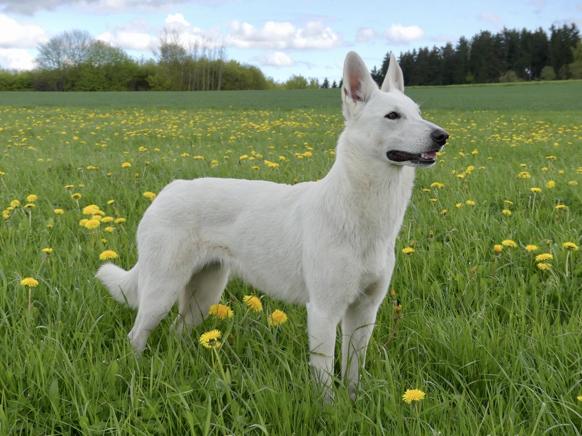 Chajasa Fjella White of the Arctic | White Swiss Shepherd Dog 