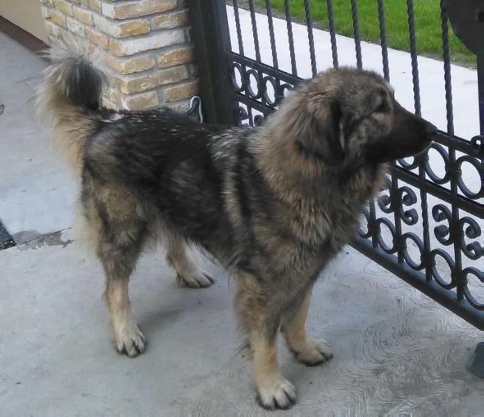 Alisa od Bjekica | Yugoslavian Shepherd Dog-Sarplaninac 