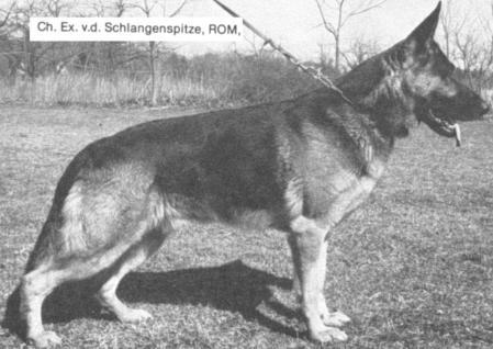 Ex von der Schlangenspitze | German Shepherd Dog 