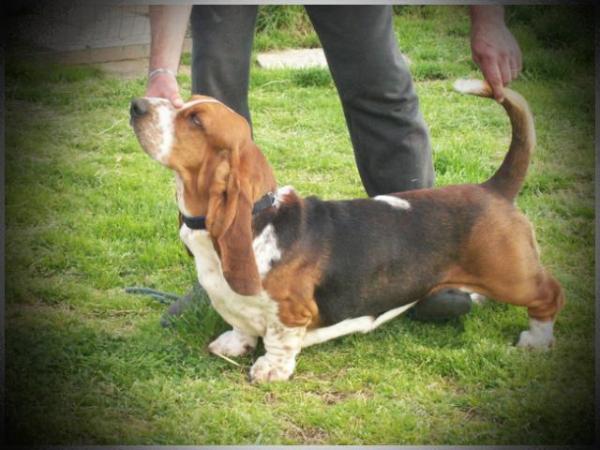 Rezihegyi i Vig Domper King Of The Beach | Basset Hound 