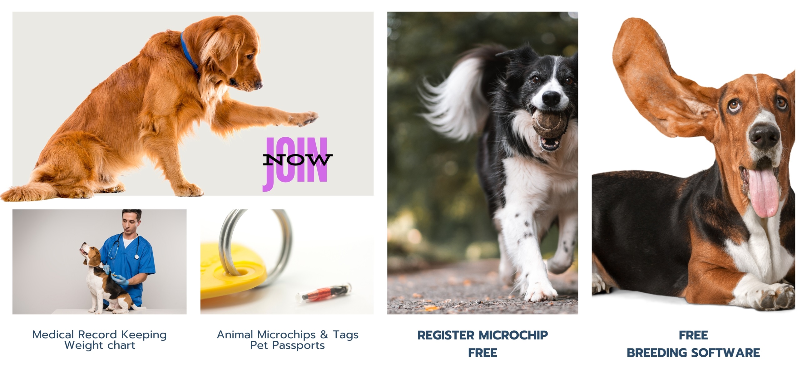 Registe pet microchip for free