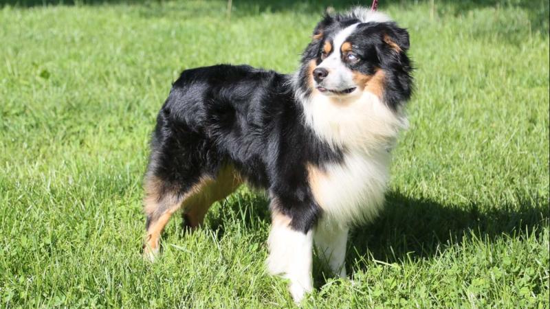 Melton's Bad Boy Teagan | Australian Shepherd 