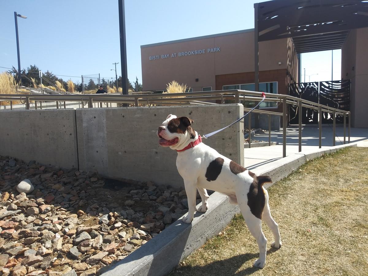 Van Meter's Bruno | Olde English Bulldogge 