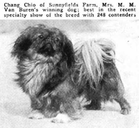 Chang Chio of Sunnyfields Farm 248195 vXXXV | Pekingese 