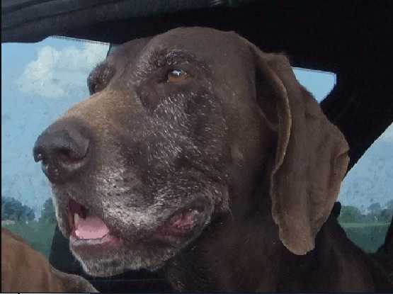 Erra vom Theelshof | German Shorthaired Pointer 