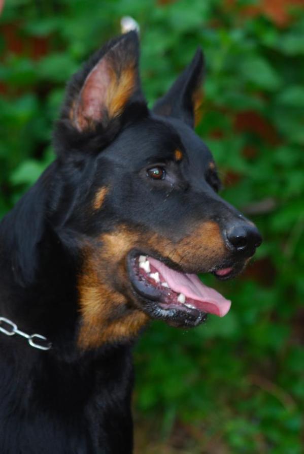 Graal de l'Ame du Loup | Beauceron 