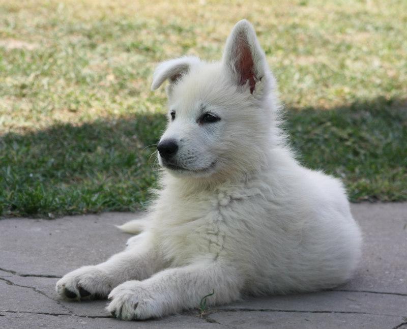 Tedy Sivacki Biser | White Swiss Shepherd Dog 