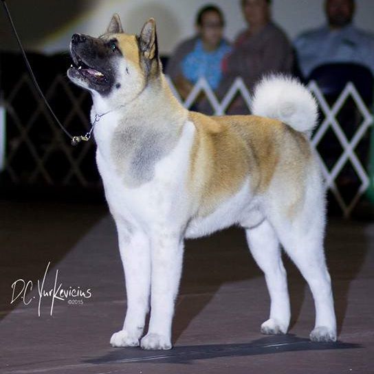 Ocean's Hurricane Nakodo | Akita 