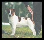 Baylock Galliano | Jack Russell Terrier 