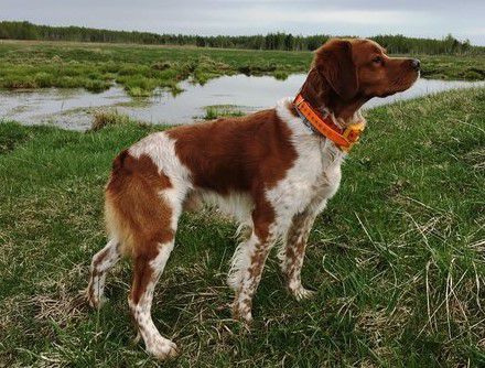 HUGO'degli Sterpareti | Brittany 