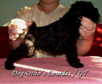 Dog-Otho`s Lourdes / GT | Miniature Schnauzer 