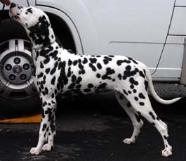 Toot's Driving Miss Daisy | Dalmatian 