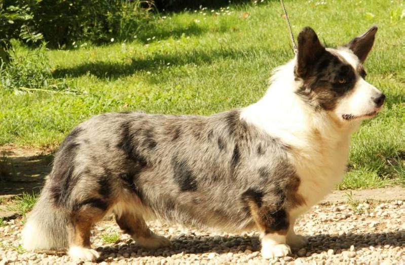 Glynaeron Gwron Glas | Cardigan Welsh Corgi 