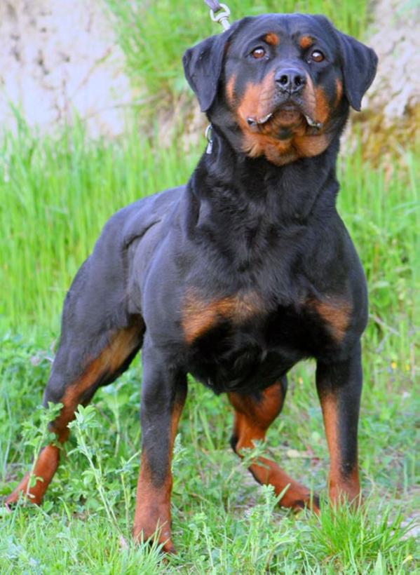 KORA VOM OBERHAUSENER NORDEN | Rottweiler 