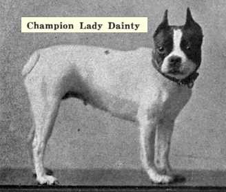 Lady Dainty | Boston Terrier 