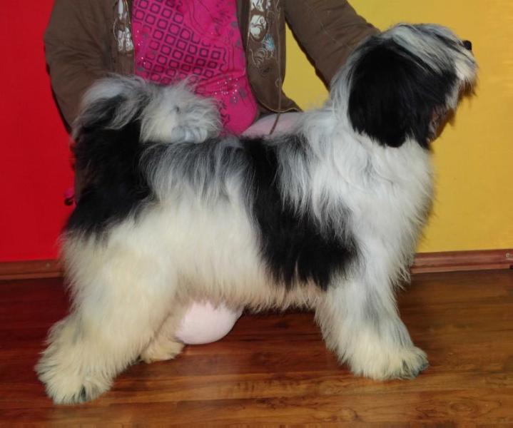 Rabia of Kari Tibetian Shine | Tibetan Terrier 