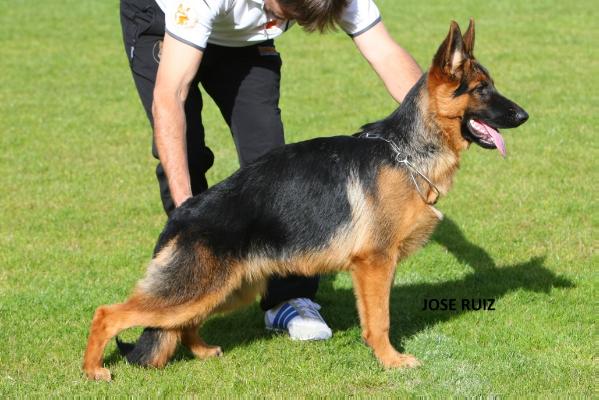 Erika de Villacristi | German Shepherd Dog 