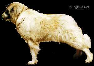 Daisha | Caucasian Mountain Dog 