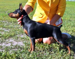 OSLEPITEL'NAYA OLIMPIA MAGNIFISENT | Miniature Pinscher 