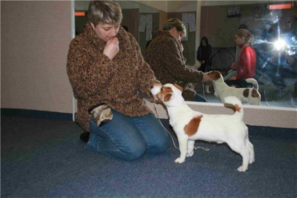 Kindred Soul Victor Relizana Boss | Jack Russell Terrier 