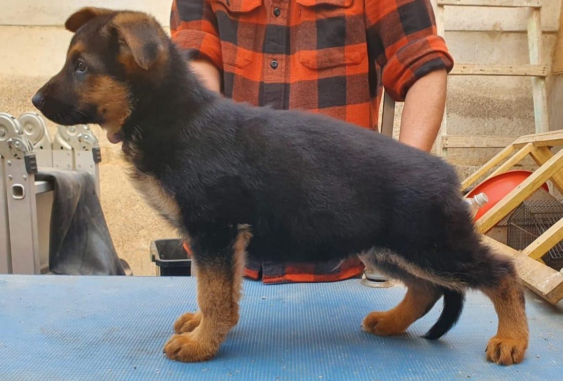 Sonic von stolz nordicher | German Shepherd Dog 