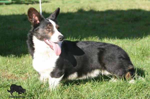 Christian Corlan Gi | Cardigan Welsh Corgi 