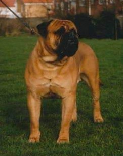 YANKEE BOY VON FRANKENTAL | Bullmastiff 