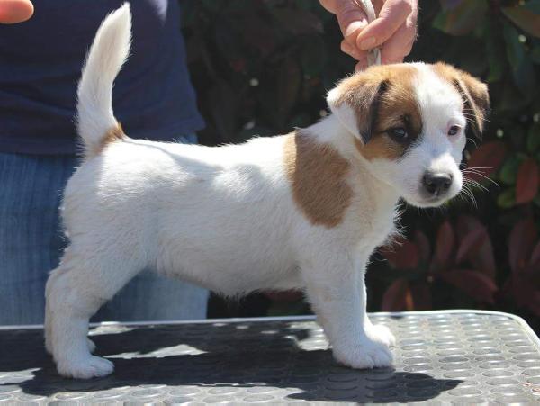 Knøtteliten's Zigulì | Jack Russell Terrier 