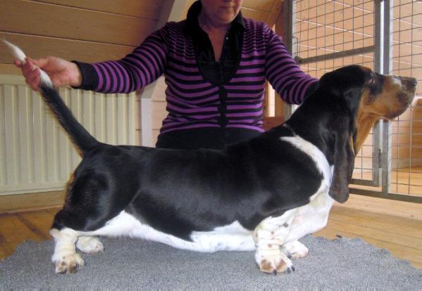 Lulubelle's Famous Future | Basset Hound 