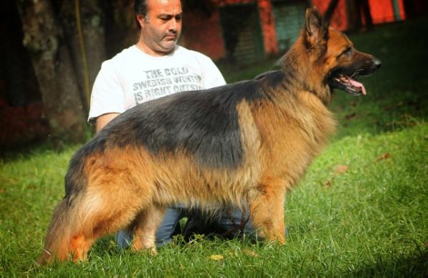 Iago do Gita do Nepal | German Shepherd Dog 