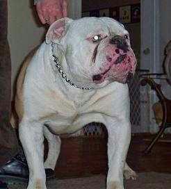 Byers' Meat The Mad Bull | Olde English Bulldogge 