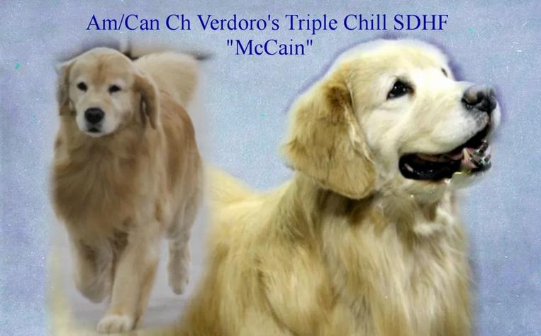 Verdoro's Triple Chill | Golden Retriever 