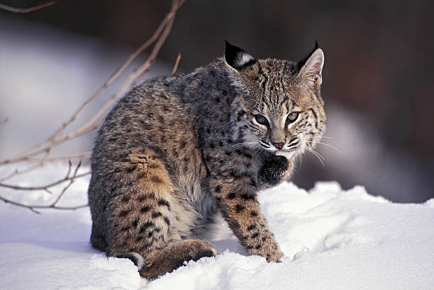 american bobtail