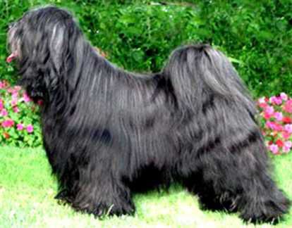 KHADOS UNION JACK | Tibetan Terrier 