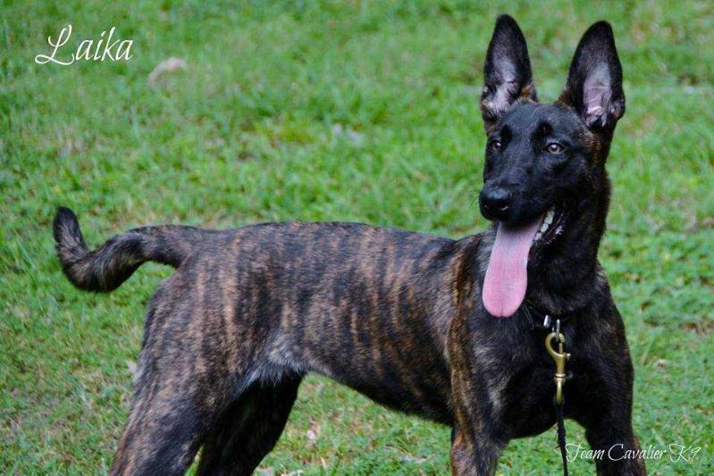 Laika (Mr. M. Pease, VA USA.) | Dutch Shepherd 