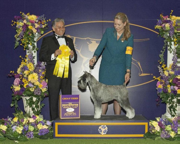 Wunderkind One Golden Moment | Standard Schnauzer 