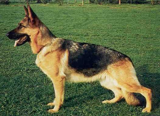 Xenta vom Fiemereck | German Shepherd Dog 