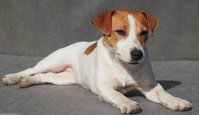 NICE NOUGAT Jack's Clan | Jack Russell Terrier 