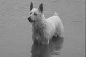 Bor iz Razborce | White Swiss Shepherd Dog 