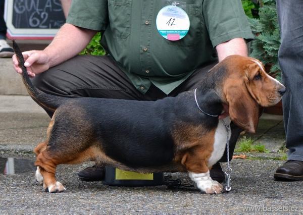 BETTY CECELKA Z CECELIC | Basset Hound 