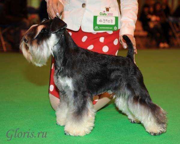 Djakartas Isn't It | Miniature Schnauzer 