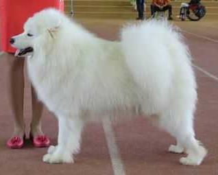 My Majesty Elsan Syn Solntsa | Samoyed 