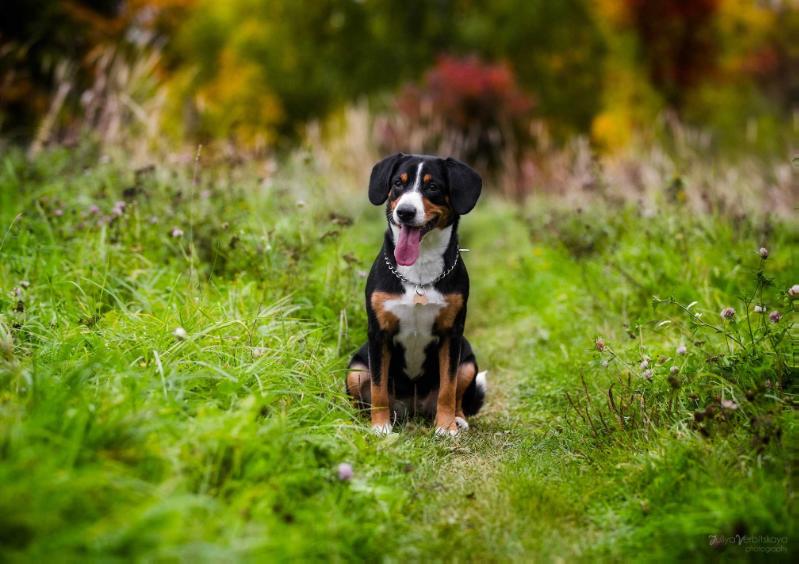 Zabava iz Blagorodnogo Doma | Entlebucher Mountain Dog 