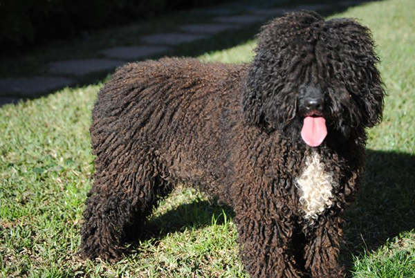 Palacios de Fraguels | Spanish Water Dog 