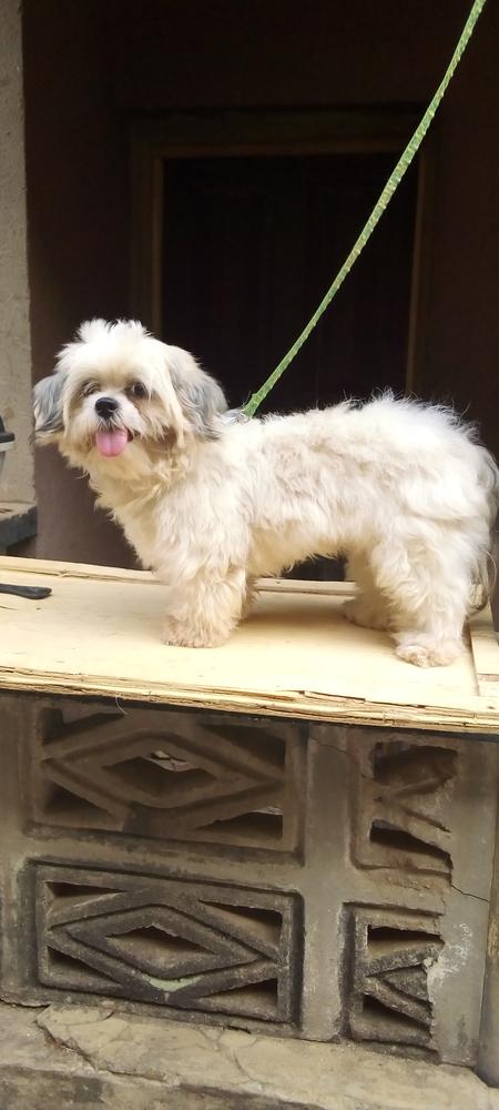 Summer 2 of Peridot's kennel | Lhasa Apso 