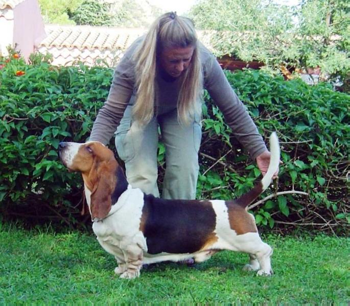 Dylan Dog Terradorfili | Basset Hound 